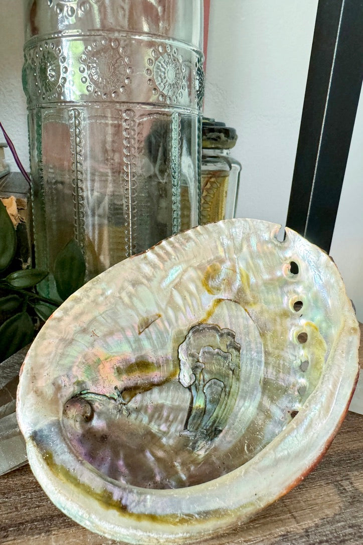 Natural Abalone Shell