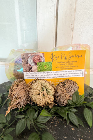 3-pack Mini Rose Of Jericho